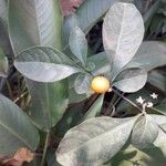 Solanum hindsianum Frukto