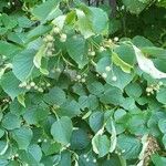 Tilia platyphyllosЛист