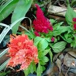 Celosia argenteaFlower