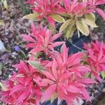 Pieris formosa Likasa