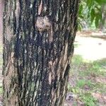 Bunchosia glandulosa Bark