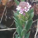 Aethionema saxatile 花