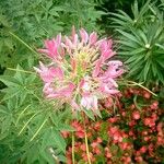 Tarenaya spinosa Flower