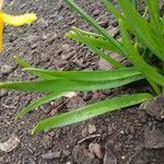 Narcissus cyclamineus Yaprak