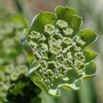 Bupleurum stellatum Fruit