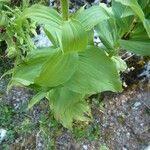 Epipactis helleborine Leaf