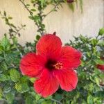 Hibiscus rosa-sinensisŽiedas