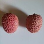 Litchi chinensis Frugt