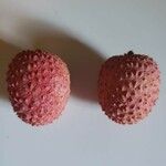 Litchi chinensis Vrucht