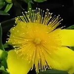 Hypericum kalmianum