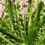 Taraxacum mattmarkense Bark