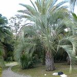 Butia capitata Leaf