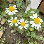 Anthemis cotula Flower