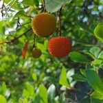 Arbutus unedo फल