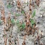 Equisetum arvense Schors