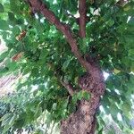 Morus alba Hoja