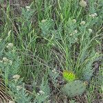 Comandra umbellata Habit