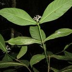 Rudgea cornifolia Leaf