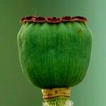 Papaver orientale Φρούτο