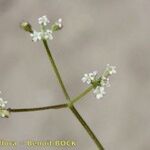 Torilis leptophylla Blüte