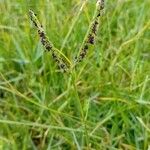 Paspalum distichum Квітка