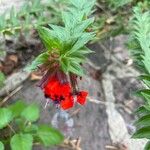 Cuphea llavea Λουλούδι