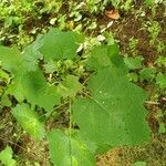 Alangium platanifolium Hoja