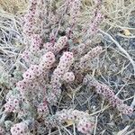 Amaranthus fimbriatus Blüte