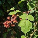 Rubus phoenicolasius Likasa