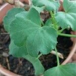 Pelargonium acetosum Leaf