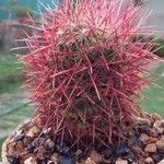 Ferocactus cylindraceus Flower