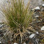 Cortaderia pungens Habit