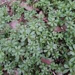 Galium sylvaticum Folha