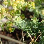 Euphorbia herniariifolia Deilen