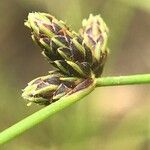 Isolepis setacea Flower