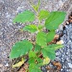 Boerhavia erecta Feuille