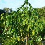 Bagassa guianensis Tervik taim
