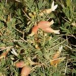 Astragalus armatus Other