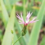 Crupina vulgaris Blüte