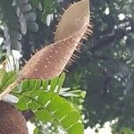 Caesalpinia echinata Ffrwyth