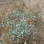 Eryngium campestreList