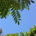Robinia viscosa Folha