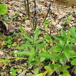 Verbena hastataBlüte