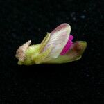 Flemingia macrophylla Квітка