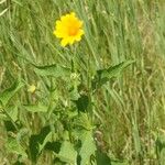 Helianthus occidentalis Leaf