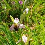 Ophrys apifera Fula