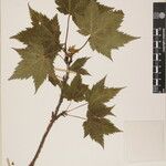 Acer caudatum Ostatní