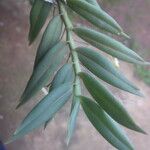 Angraecum angustum Leaf