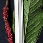 Anthurium ramonense Otro