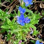 Glandora prostrata 花